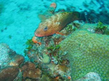 This little colourful fish was taken in cozumel with a ol... by Anna Visconte 